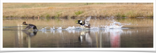 Hooded Merganser